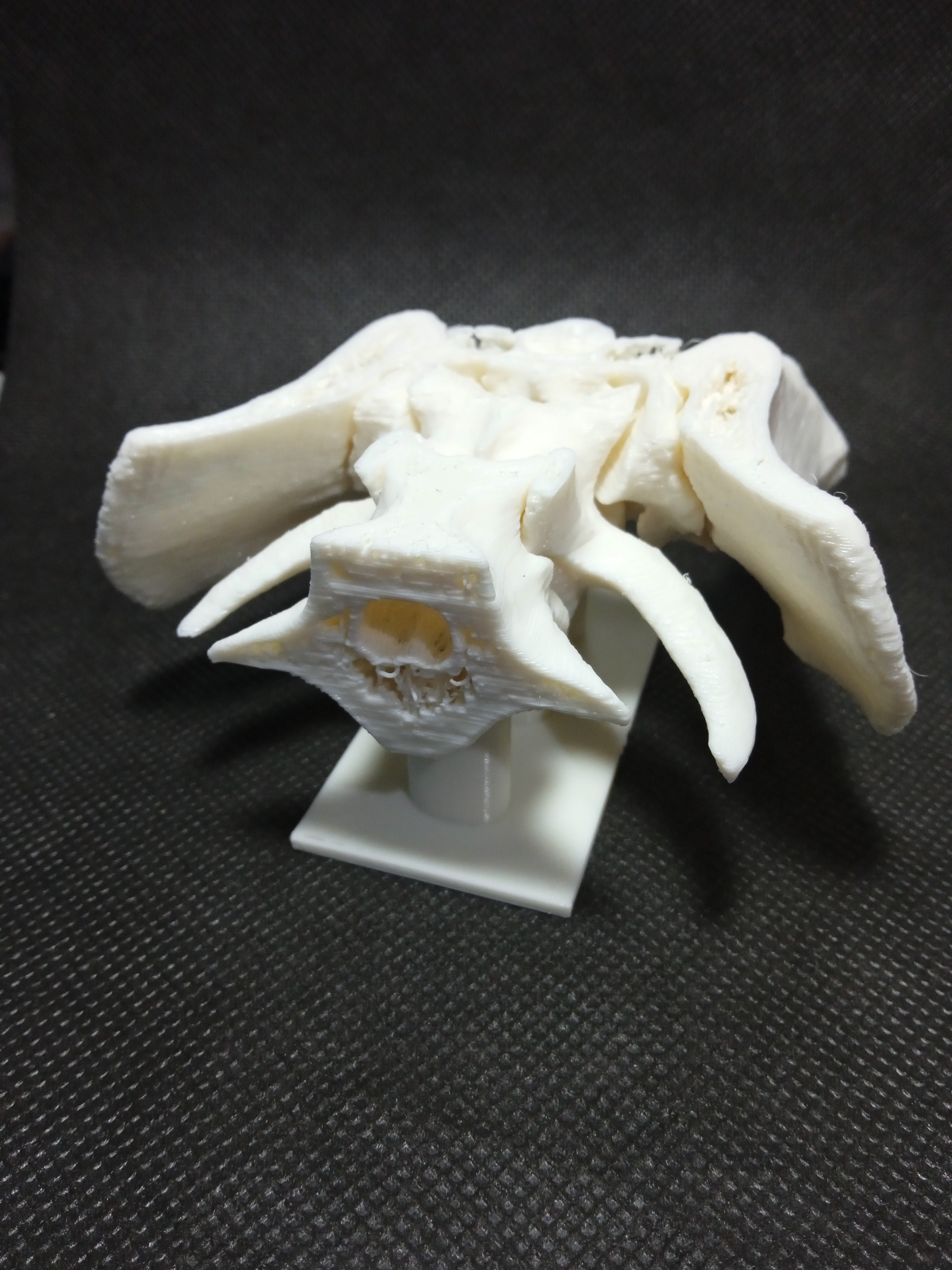 Diseño e Impresión 3D en la medicina veterinaria. project image